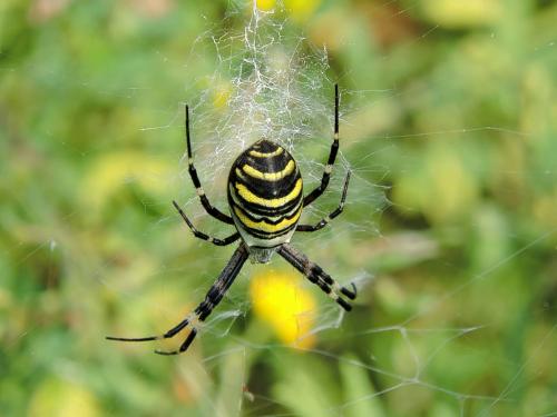 ���� ���