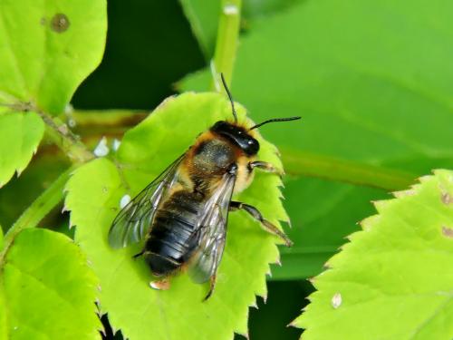 ����� �������