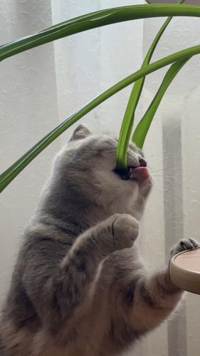 ��������� �����