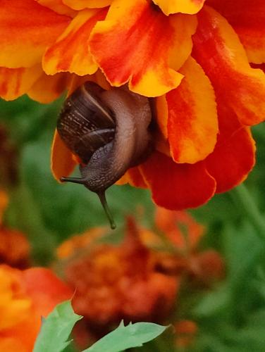 ��� ��������� � ������ �������)