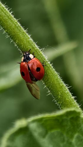 ����� ������� 