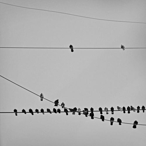 ������ ���������