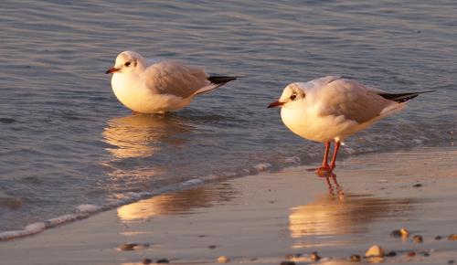 ����� � ������ ����� ������