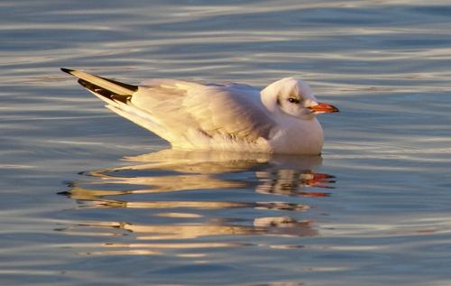 ����� � ������ ����� ������