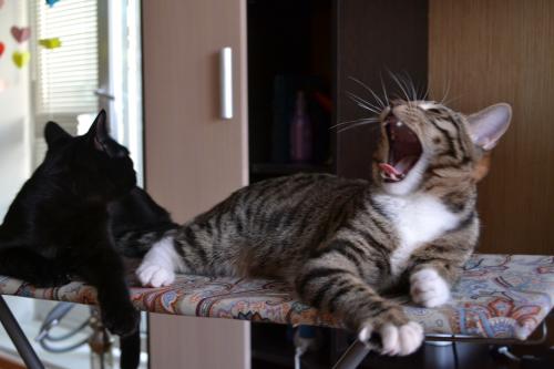 � ��� ��������� ���