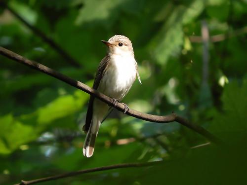 ����� ���������