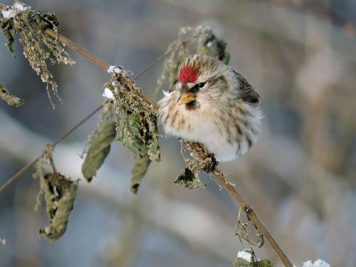 ���������� ��������: �������