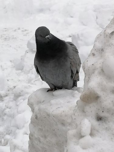 ����� ����?