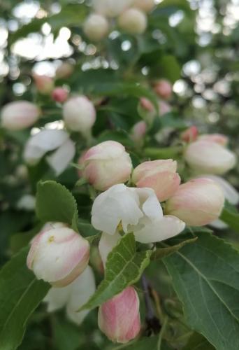 ��������� ���� 