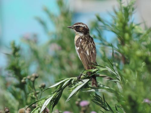 ������� �����