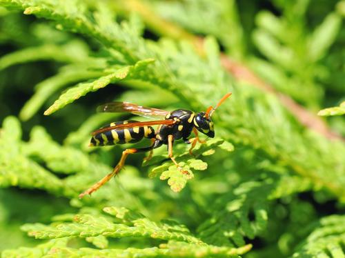 ������ ���.