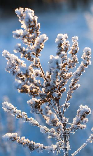 � ����� ������