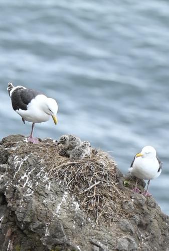 ����� ����