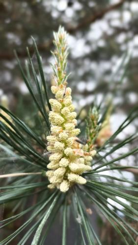 �������� �����