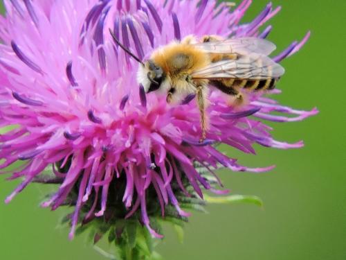 ���������� �����