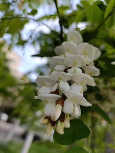 ������ ������