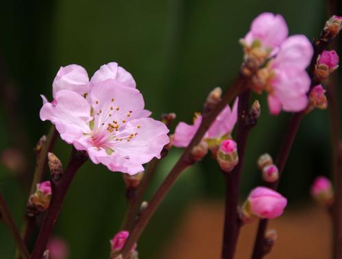 �������� �������