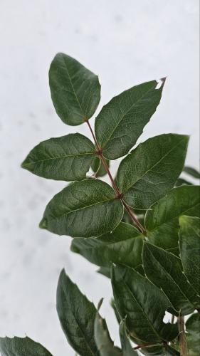 ������ ����.