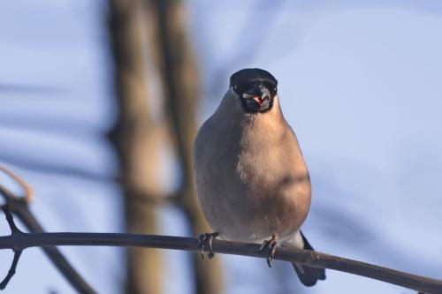 ������� �������. 