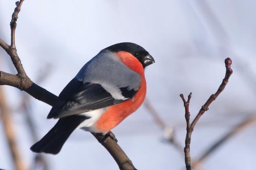 �������. 