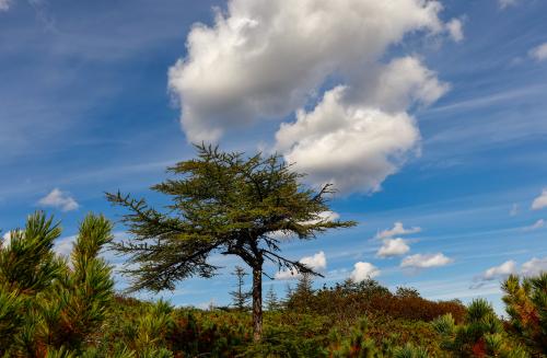 ��� ��������