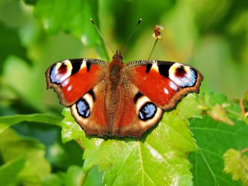 �������� ����