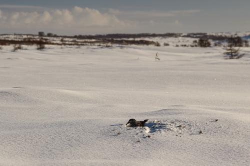 ���� ��������