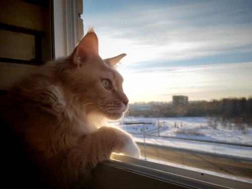 ������ �������