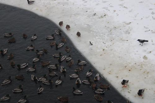 ������ ���������