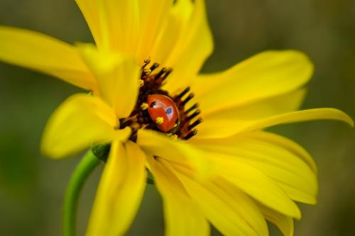 ��������� ����� ����