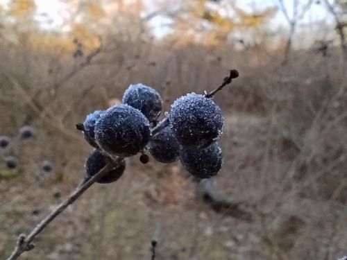 ����� �� ������