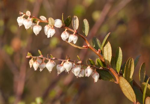 ���� �������� 