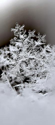 �������� ��������