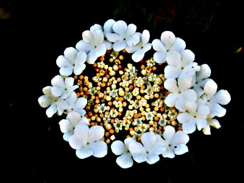 �������� ������