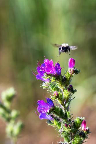 ����� �� �������