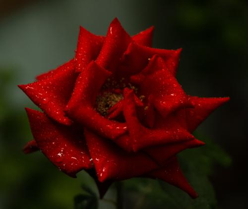 ���������� ��������: 