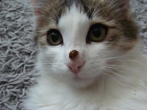 ����������� ������ �����������