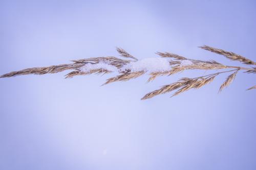 ��� ������