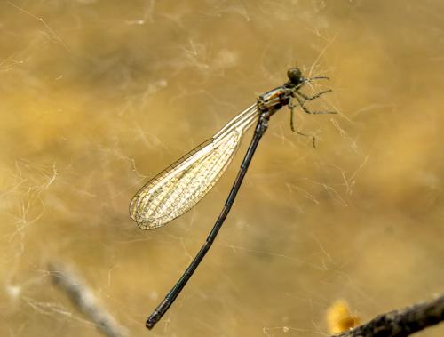 ��������, ��������� � �������. 