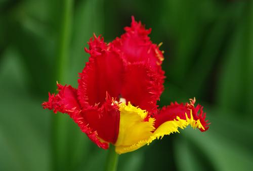 ����������� �������