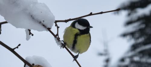 ������������ �������