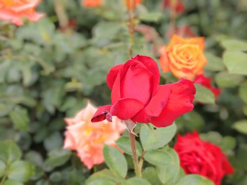 ���� ����