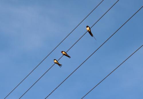 ������� �����