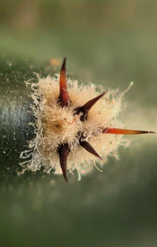 ��� �������