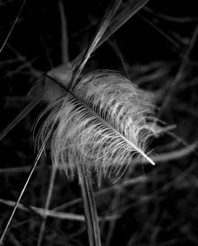 �������� ���