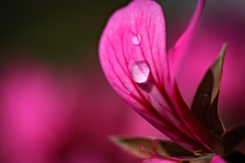 ����� ����