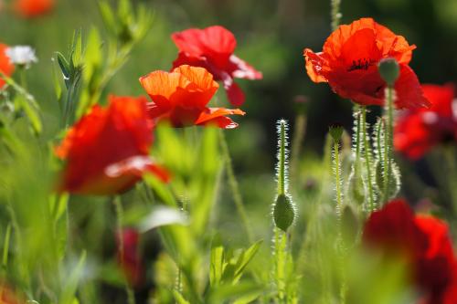 ���� ����� ���� 