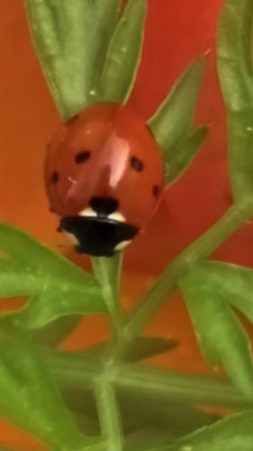 ����� �������