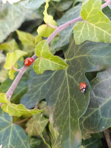 �������� ������