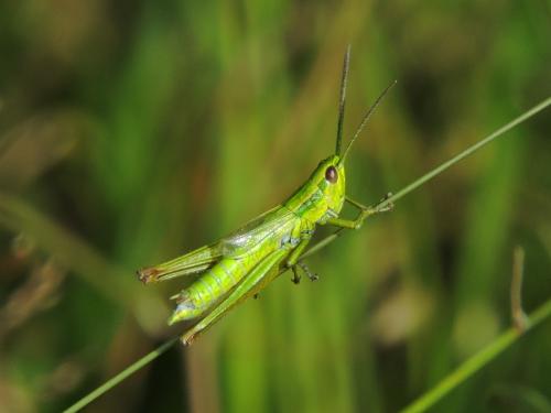 �������� �������������(�����)